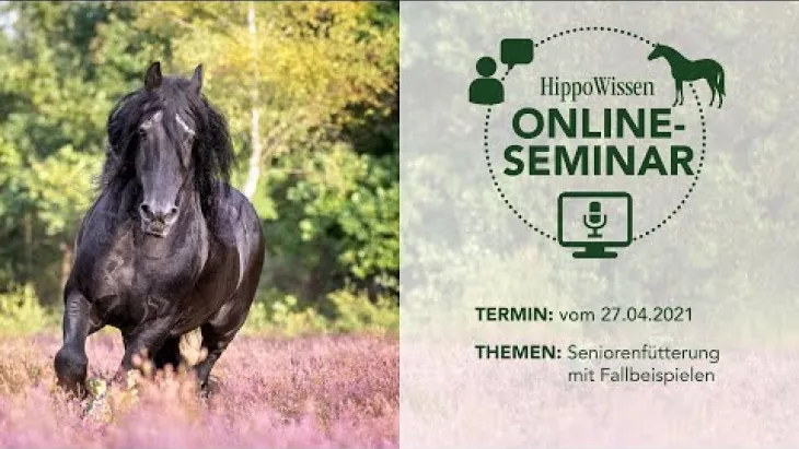 Preview image for the video "HippoWissen: Seniorenfütterung mit Fallbeispielen".