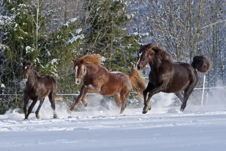 Pferde im Schnee Winter