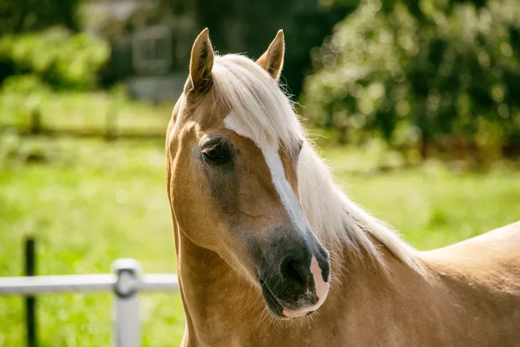 Haflinger sensible Verdauung