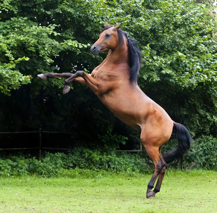 Pferd auf Weide