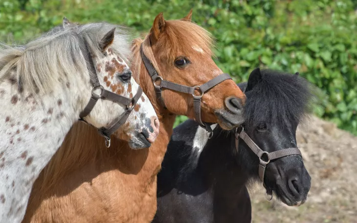 3 Ponys