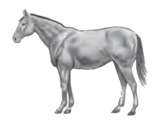 mässig dick