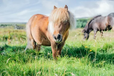 Pony