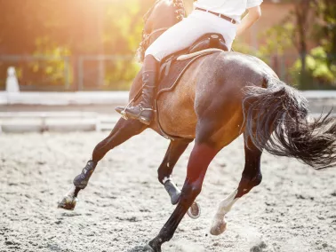 Allround und Sport Pferd