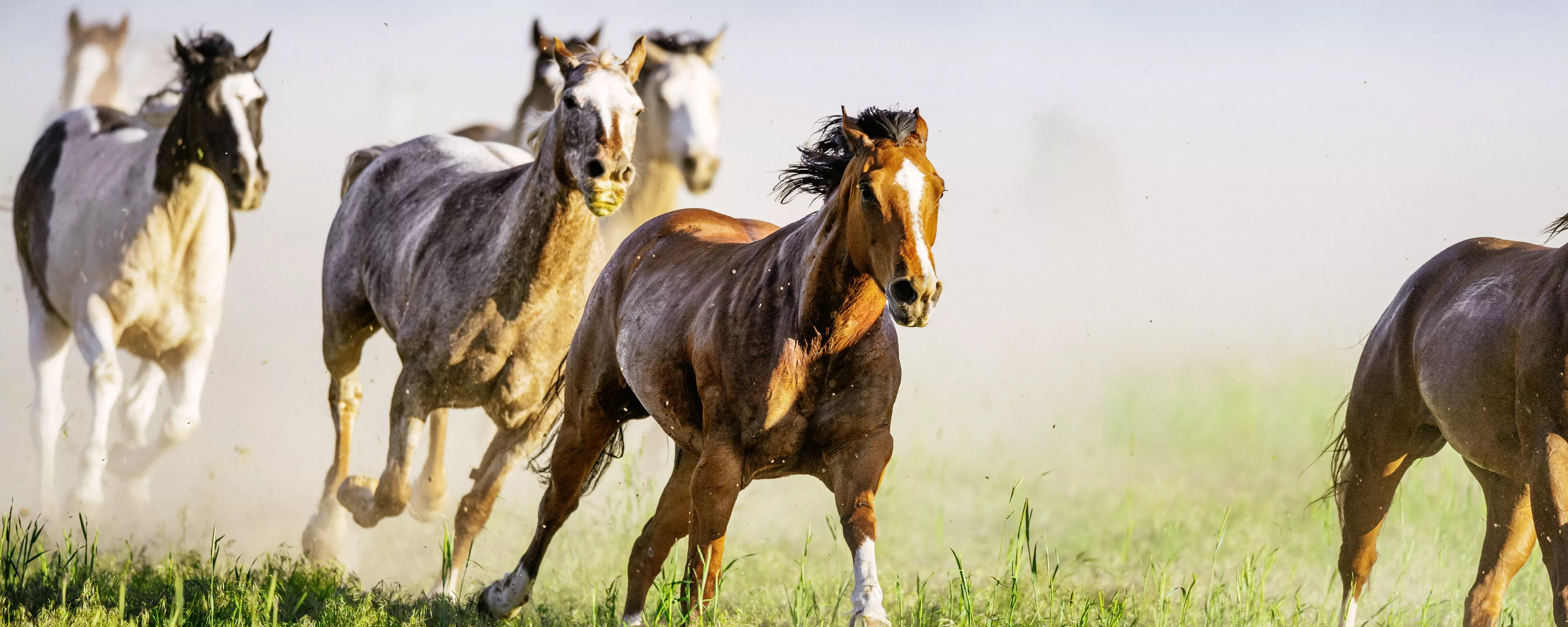 Pferde in Bewegung