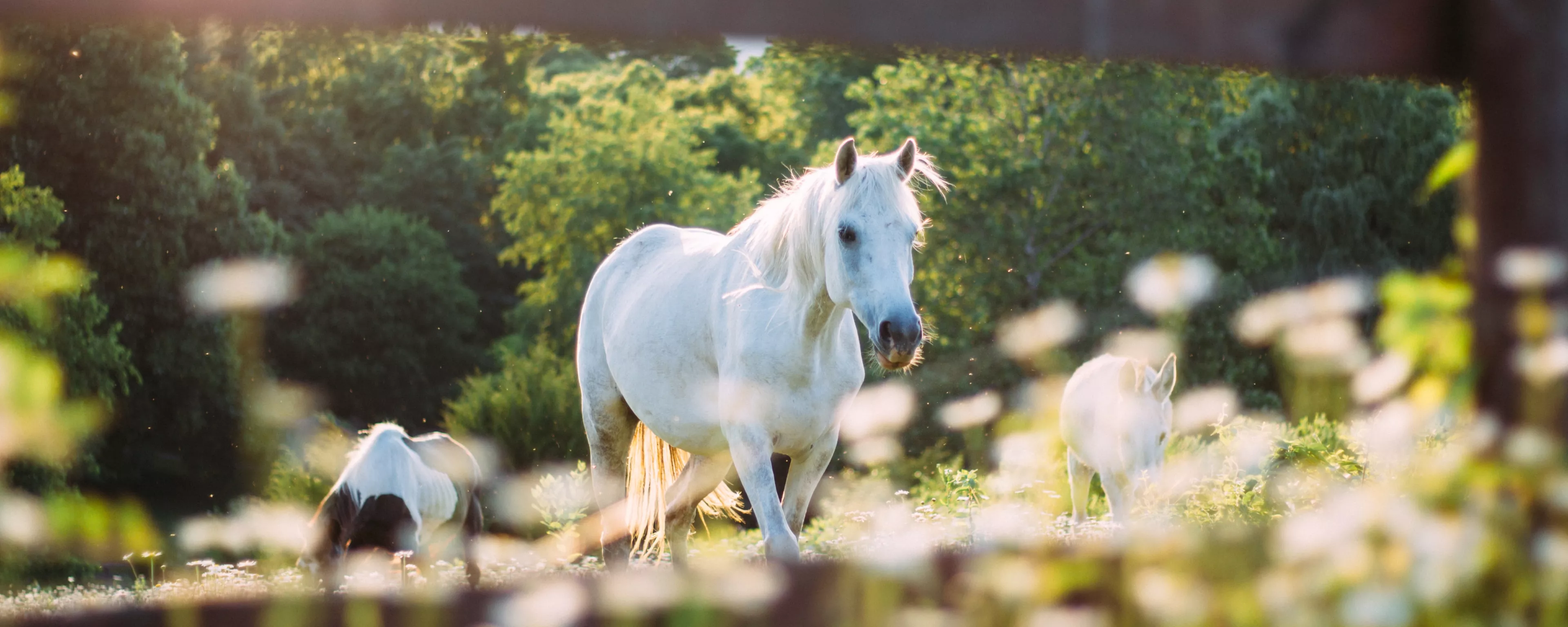 Pferd auf Weide