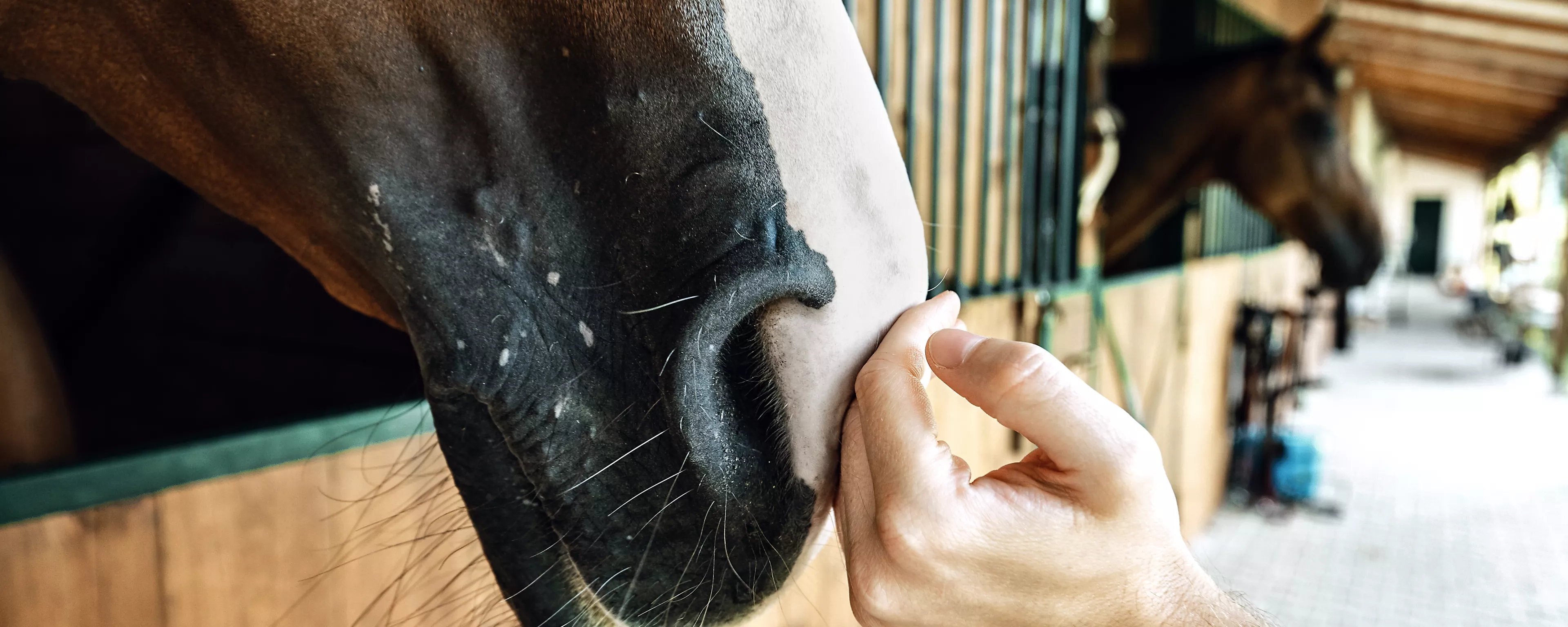 Pferd Nüstern Hand