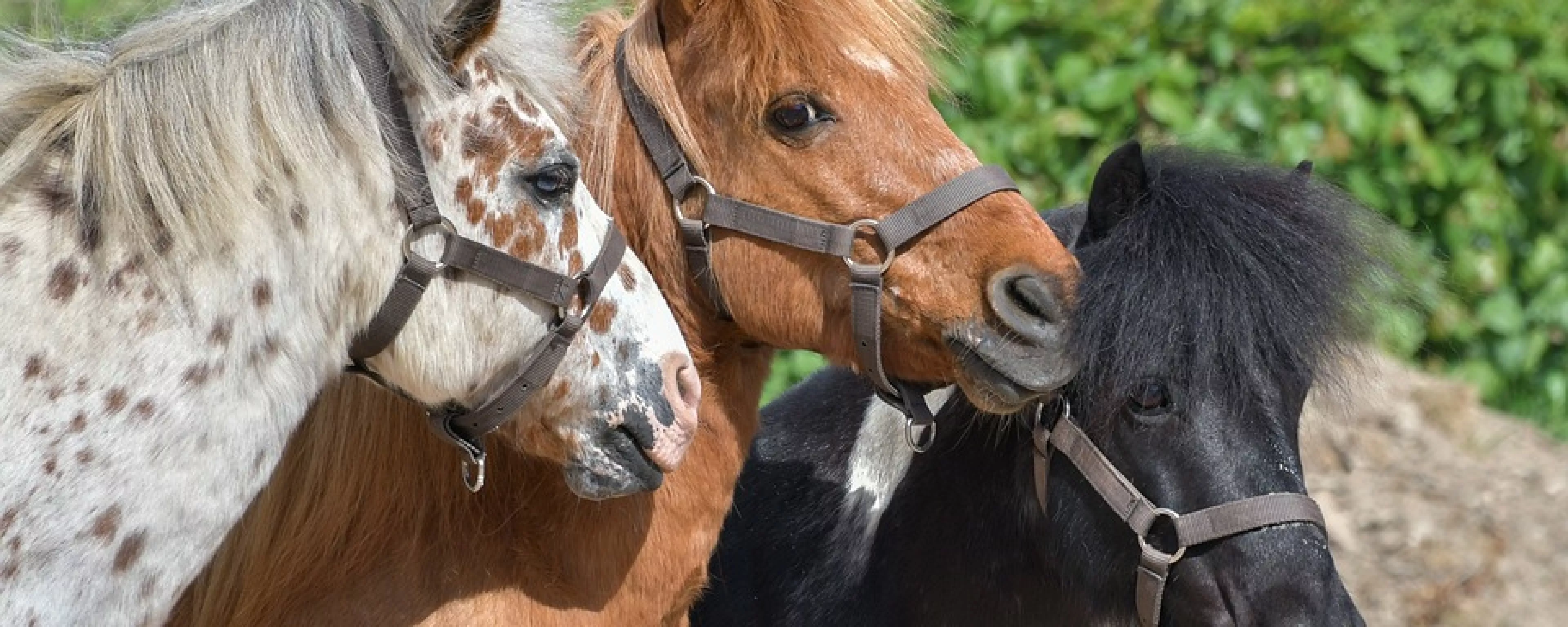 Ponys