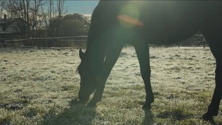Vorschaubild für den Videofilmo "Fruktan im Gras - Wie kann man Hufrehe, Koliken und co. beim Pferd im Frühjahr vermeiden?".