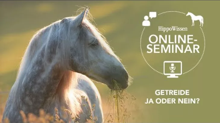 Vorschaubild für den Videofilmo "HippoWissen Fütterungsseminar: Getreide - ja oder nein?".
