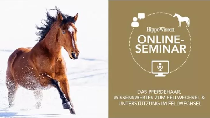Vorschaubild für den Videofilmo "HippoWissen Fütterungsseminar: Fellwechsel beim Pferd".