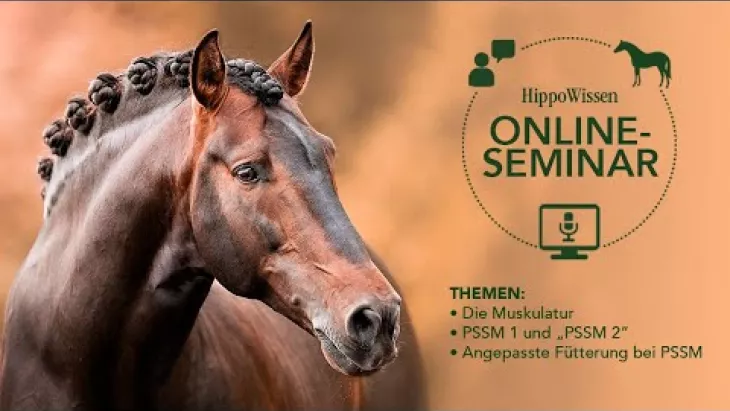 Vorschaubild für den Videofilmo "HippoWissen Fütterungsseminar: Muskulatur und PSSM".