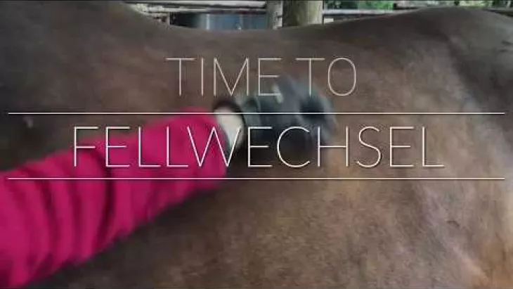 Vorschaubild für den Videofilmo "Wie kann ich mein Pferd im Fellwechsel unterstützen? Warum ist Zink so wichtig?".