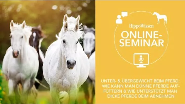 Vorschaubild für den Videofilmo "HippoWissen Fütterungsseminar: Das richtige Pferdegewicht: Zu dünn? Zu dick?".