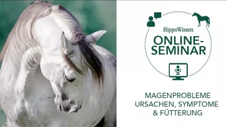 Vorschaubild für den Videofilmo "HippoWissen Fütterungsseminar: Magenprobleme beim Pferd".