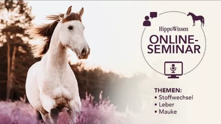 Vorschaubild für den Videofilmo "HippoWissen Online-Seminar: Stoffwechsel, Leber und Mauke".