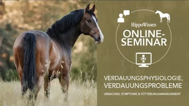 Vorschaubild für den Videofilmo "HippoWissen Fütterungsseminar: Verdauungsprobleme beim Pferd".