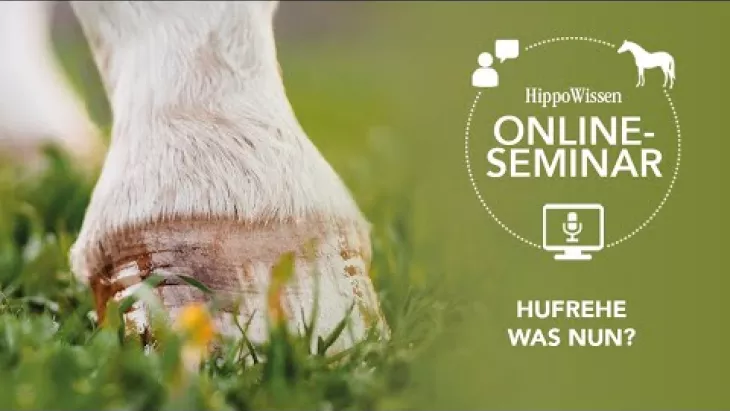 Vorschaubild für den Videofilmo "HippoWissen Fütterungsseminar: Hufrehe - Ursachen, Symptome & Fütterungsmanagement".