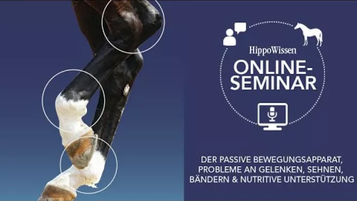Vorschaubild für den Videofilmo "HippoWissen Fütterungsseminar: Gelenke, Sehnen und Bänder".