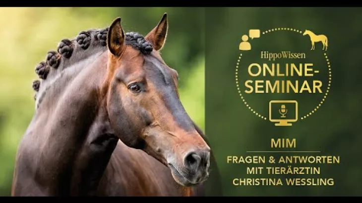 Vorschaubild für den Videofilmo "HippoWissen Fütterungsseminar: MIM – Fragen und Antworten mit Tierärztin Christina Wessling".