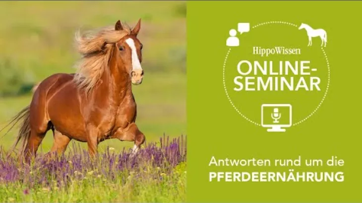 Vorschaubild für den Videofilmo "HippoWissen Fütterungsseminar: Antworten rund um die Pferdefütterung".